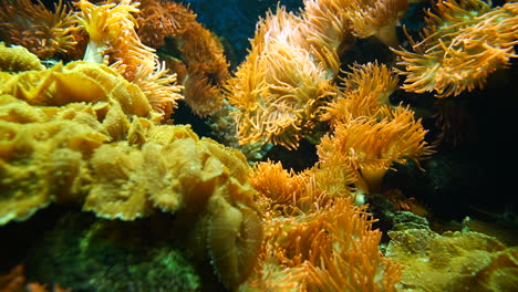 Tropische-Korallen,-Anemonen-Und-Schnelle-Kleine-Neonfische-Im-Süßwasseraquarium-Im-Zoo,-Nahaufnahme