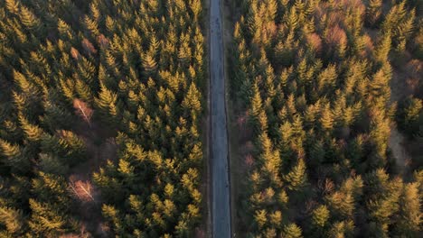 Silver-car-driving-along-a-scenic-forest-road-at-sunset-in-Germany