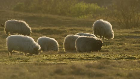 Slow-Motion-Angora-Goats-Grazing-in-a-Beautiful-Meadow-During-the-Sunset-in-the-Netherlands