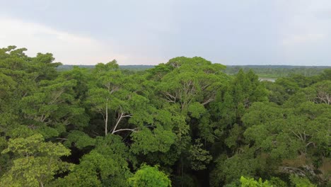 Selva-Amazónica-Copa-De-Los-árboles-Perú