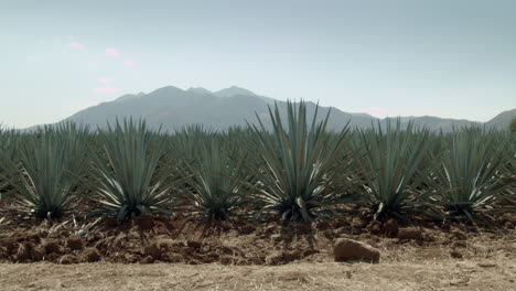 Agavenfelder-Zwischen-Den-Bergen-Von-Tequila,-Jalisco,-Mexiko