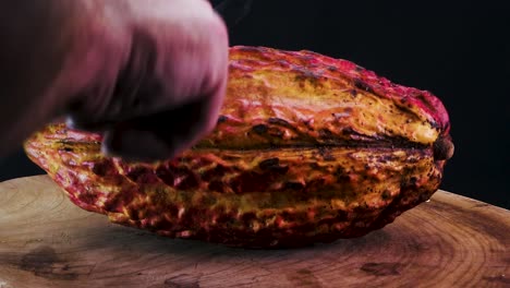 Rotation-Der-Vollen-Kakaofruchtschale---Theobroma-Cacao