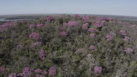 Pink-Ype---drone-camera-showing-the-top-of-a-mountain-with-contrasting-pink-trees