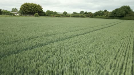 aerial-push-in-over-green-wheat-crop,-rural-agricultural-land-closeup
