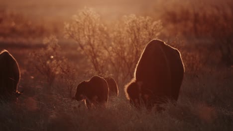 A-family-of-bison-grazing-in-a-prairie-at-sunset