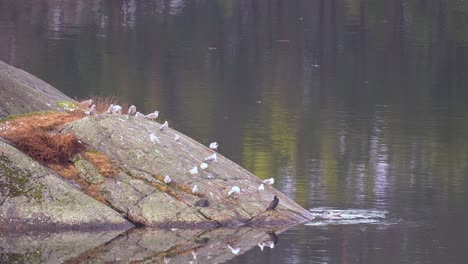 A-flock-of-gray-seagulls-larus-argentatus-sitting-on-a-rocky-island-together-with-a-great-cormorant-phalacrocorax-carbo---Static-telezoom---Norway