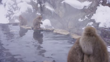 Macacos-Japoneses-Se-Reúnen-Alrededor-De-Aguas-Termales-Geotérmicas-En-Nagano-4k