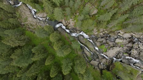 Aerial-top-down-shot-of-flowing-river-between-conifer-trees-in-nature,-descend-flight