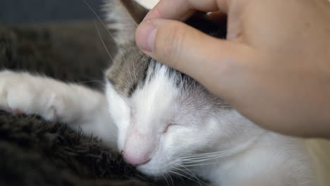 Close-up-of-cute-kitty-cat-with-closed-eyes-enjoying-stroke-by-human-hand
