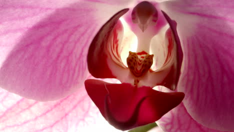 Exotische-Rosa-Orchideenblütenstempel,-Staubgefäße-Und-Blütenblattadern,-Makrodetail