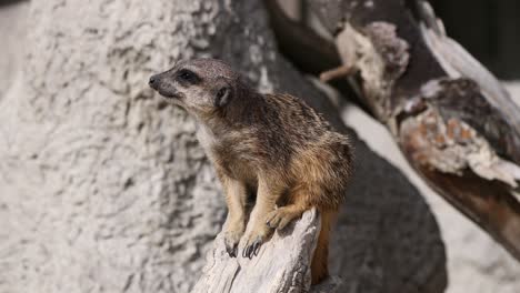 Close-up-shot-of-cute-Meerkat-sitting-on-trunk-and-enjoying-sunshine-in-nature
