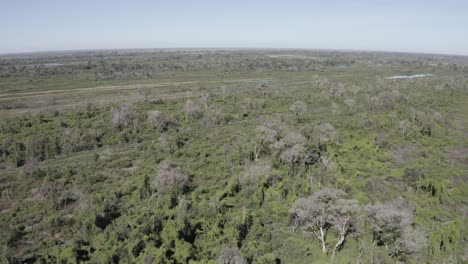 Pantanal-–-Drohne-Filmt-Den-Riesigen-Wald-Des-Sumpfgebiets