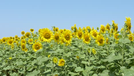 Sonnenblumenfeld-In-Kanazawa,-Japan