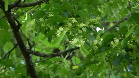 Tilia-cordata,-the-small-leaved-lime-or-small-leaved-linden,-is-a-species-of-tree-in-the-family-Malvaceae,-native-to-much-of-Europe