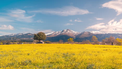 Montaña-La-Maliciosa-En-Madrid-Parque-Nacional-Guadarrama-Sierra-Con-Hermosas-Flores-De-Primavera-Verdes-Y-Amarillas-Timelapse-De-Campo-Durante-El-Cielo-Azul-Y-El-Día-Nublado