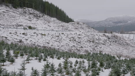 Weihnachtsbaumplantage-In-Den-Skandinavischen-Bergen-An-Einem-Verschneiten-Tag