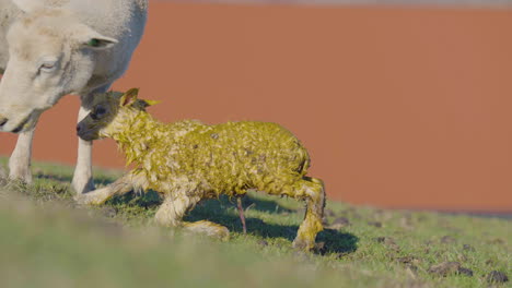 Schafe-Lecken-Während-Der-Ablammzeit-Ein-Frisch-Neugeborenes-Lamm-Sauber