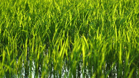 Green-vibrant-color-rice-crops-in-strong-wind,-static-view-on-sunny-day