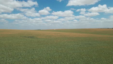 Wheat-Field-at-southern-district-kibbutz-in-israel