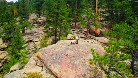 Cabra-Montés-Descansando-En-La-Cima-De-La-Ladera-Rocosa-Cerca-De-Bosques-Alpinos-De-Estes-Colorado