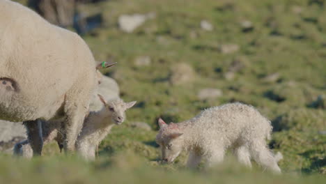 Beautiful-scene-of-fresh-newborn-lamb-babies