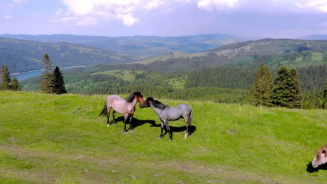Pferde-Auf-Dem-Gipfel-Des-Berges.-Luftaufnahme