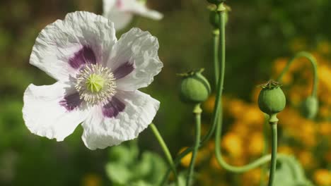 Close-up-white-poppy-blossom