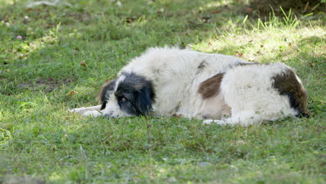A-scruffy-old-carpathian-micritic-sheep-dog-lies-on-the-grass,-Romania