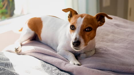 Handsome-Jack-Russell-terrier-puppy-lies-on-bed's-edge-wagging-its-tail