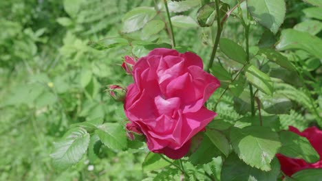 Pink-rose-and-rose-buds-moving-in-the-wind,-blooming-in-spring