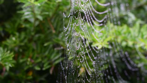 Hochwertige-Nahaufnahme-Eines-Regenperlenbesetzten-Spinnennetzes-Mit-Glitzernden-Tröpfchen-Wie-Diamanten-Und-Geringer-Schärfentiefe-Und-Einem-Vorhang-Aus-üppigem-Grün-Im-Hintergrund