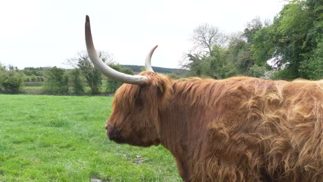 Scottish-Highland-Cattle-With-Long-Horns-Standing-In-The-Farmland-Of-Ireland
