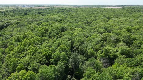 Drone-aerial-over-large-thick-lush-green-forest-conservation-area