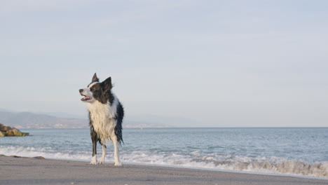 Wide-shot-of-Border-Collie-dog-barking-and-standing-on-a-beach-shore