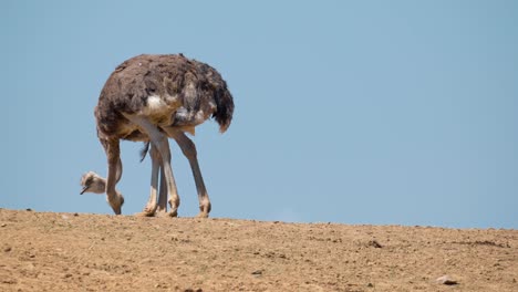 A-Pair-Of-Ostrich-Picking-Seeds-On-A-Hill-With-Clear-Blue-Sky-Background-In-Anseong-Farmland,-South-Korea
