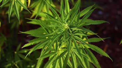 Gran-Cultivo-De-Cannabis-En-El-Jardín