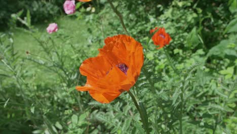 A-bee-hovers-above-a-Wild-Orange-Poppy-flower-before-landing-in-its-centre