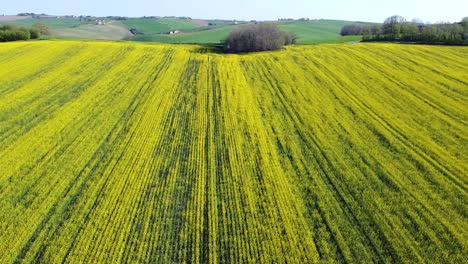 Aerial-yellow-land-field-rapeseed-plantation-in-natural-countryside,-scenic-spring-blooming-landscape