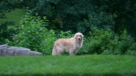 Adult-golden-retriever-standing-outside-in-large-yard