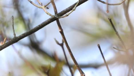 Super-close-up-on-a-little-bird-flycatcher-frisking-on-a-tree-branch