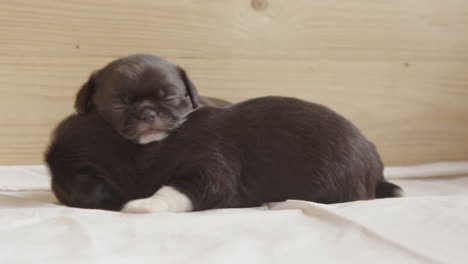 CUTE-FUNNY-shot-of-a-puppy-sleeping-on-its-sibling-as-it-moves-around