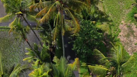 Luftaufnahmen-Von-Oben-Nach-Unten,-Die-Tropische-Kokospalmen-Und-Reisfelder-Auf-Bali-In-Indonesien-Umkreisen