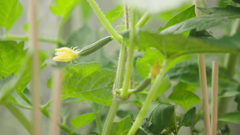 Small-cucumber-growing-on-plant-in-greenhouse-unripe-organic-healthy-close-up