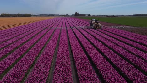 Flying-a-drone-right-behind-an-agricultural-machine,-self-propelled-sprayer-on-a-purple-tulip-bulb-field