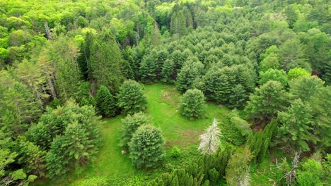 aerial-drone-video-footage-of-a-meadow-in-a-dense-pine-forest-and-deciduous-forest-on-a-sunny,-beautiful-summer's-day-in-the-Appalachian-mountains