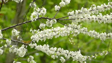 Pájaro-Curruca-Amarillo-Saltando-Sobre-Ramas-Entre-Flores-Blancas-De-Primavera