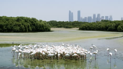 A-large-group-of-flamingoes-feeding-in-the-Ras-Al-Khor-wildlife-sanctuary-in-Dubai,-United-Arab-Emirates,-with-a-cityscape-in-the-background