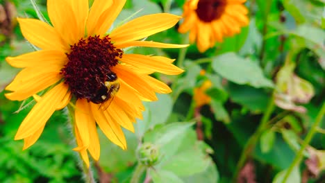 Honey-Bee-on-Sunflower---Macro
