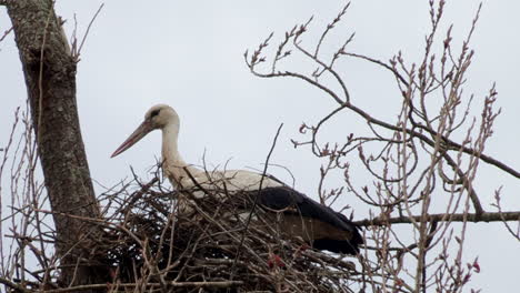 Stork-on-top-of-the-nest,-in-a-tree-in-the-fields-of-Baixo-Mondego