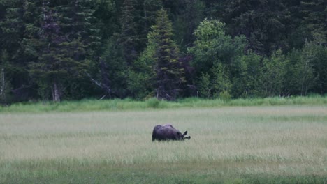 Alaskan-Moose-Walking-And-Grazing-In-The-Grassland-Of-Anchorage,-Alaska